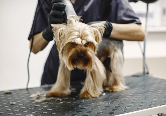 Perfeccionamiento en Cortes de Raza 